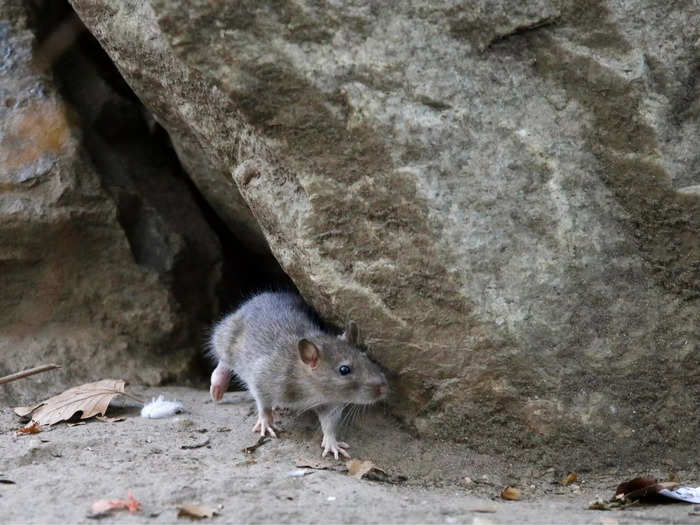 Rats are agile and able to jump 3 feet high and 4 feet across. But their speed and agility aren