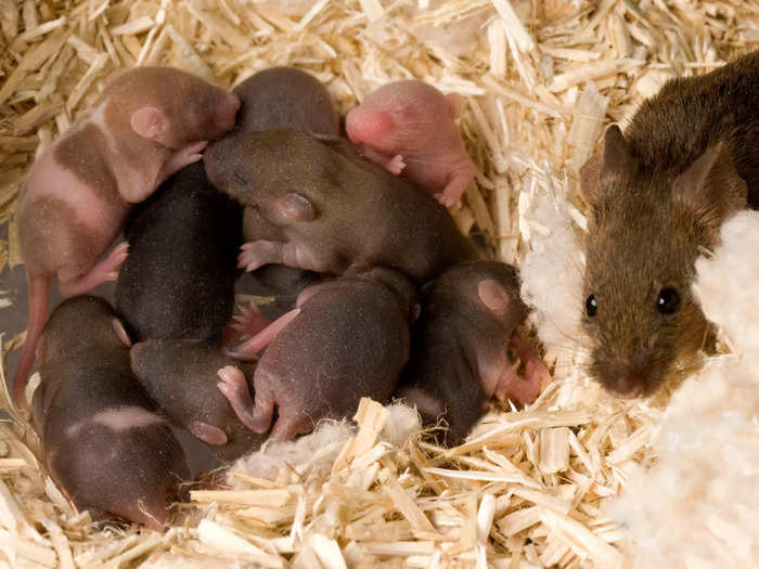 Even if only a few made it over, rats breed rapidly. They live for about two years but are sexually mature within two months, mate within 2 seconds, and can produce eight to 10 babies about six times a year — that