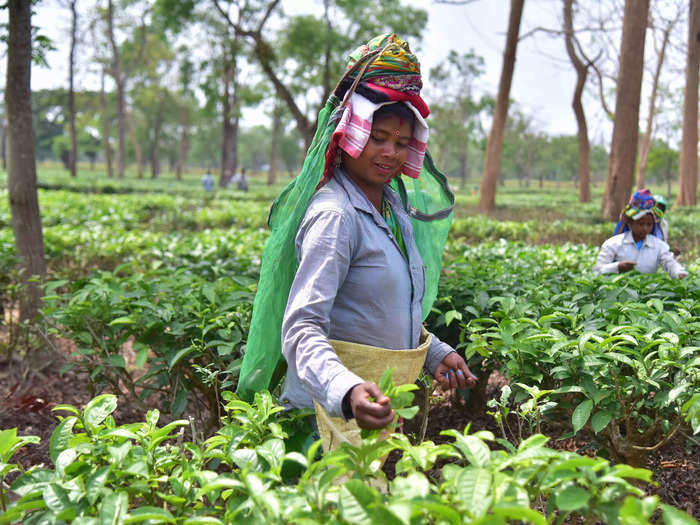 5. Tea husbandry and technology in India