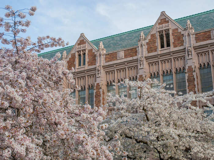 Every spring, the University of Washington in Seattle becomes a tourist attraction because of its impressive collection of cherry blossoms.