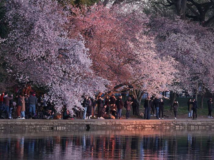 Like elsewhere across the globe, the cherry blossoms