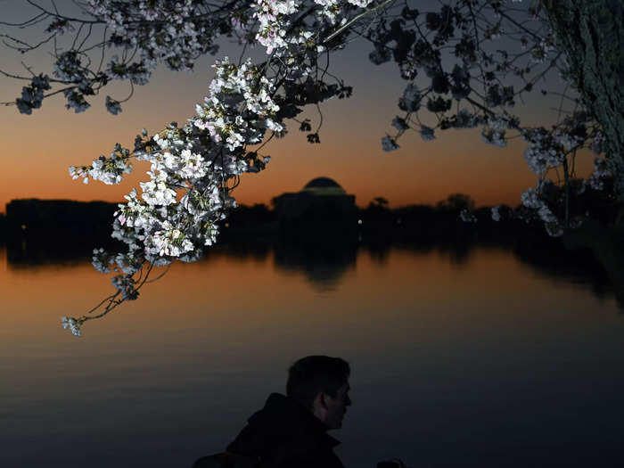 Washington, DC, is also famously home to an annual cherry-blossom festival.