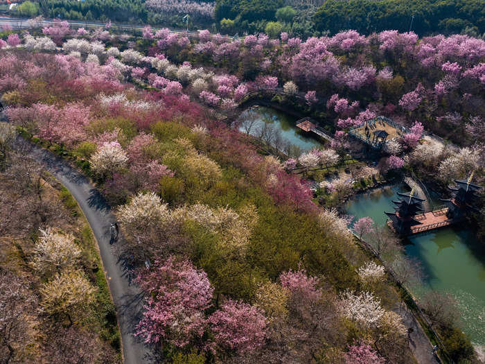 Cherry blossoms cover Tangbu Village in east China