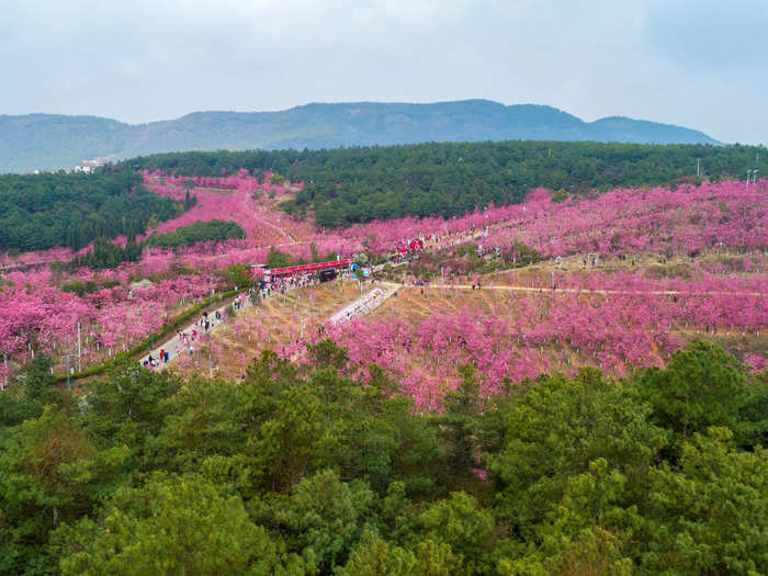 During the spring, the landscape in the Malong District of Qujing in China is full of rich colors.