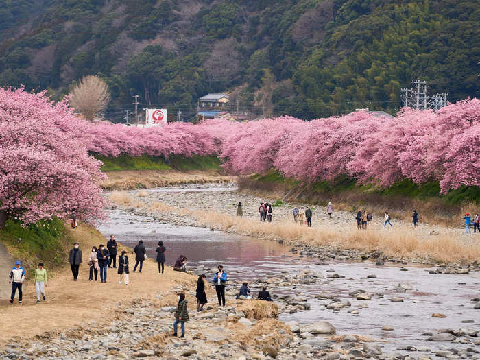 Kawazu is home to the earliest-blooming cherry blossoms in eastern Japan.