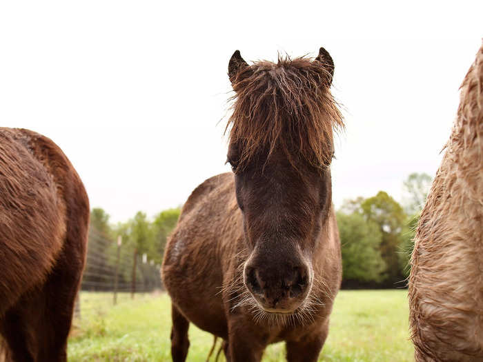 I took Ziggy on a longer stroll around the property. We walked down the dirt path that looped around to the barn and horse pastures.