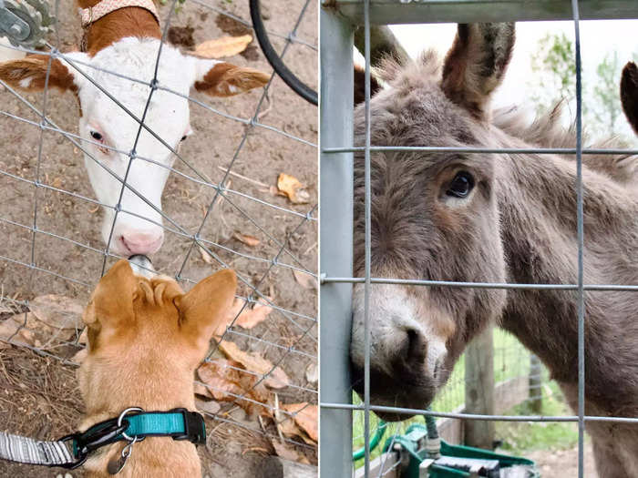 After settling in, I took Ziggy for a walk outside to explore the property and see some of the farm animals.