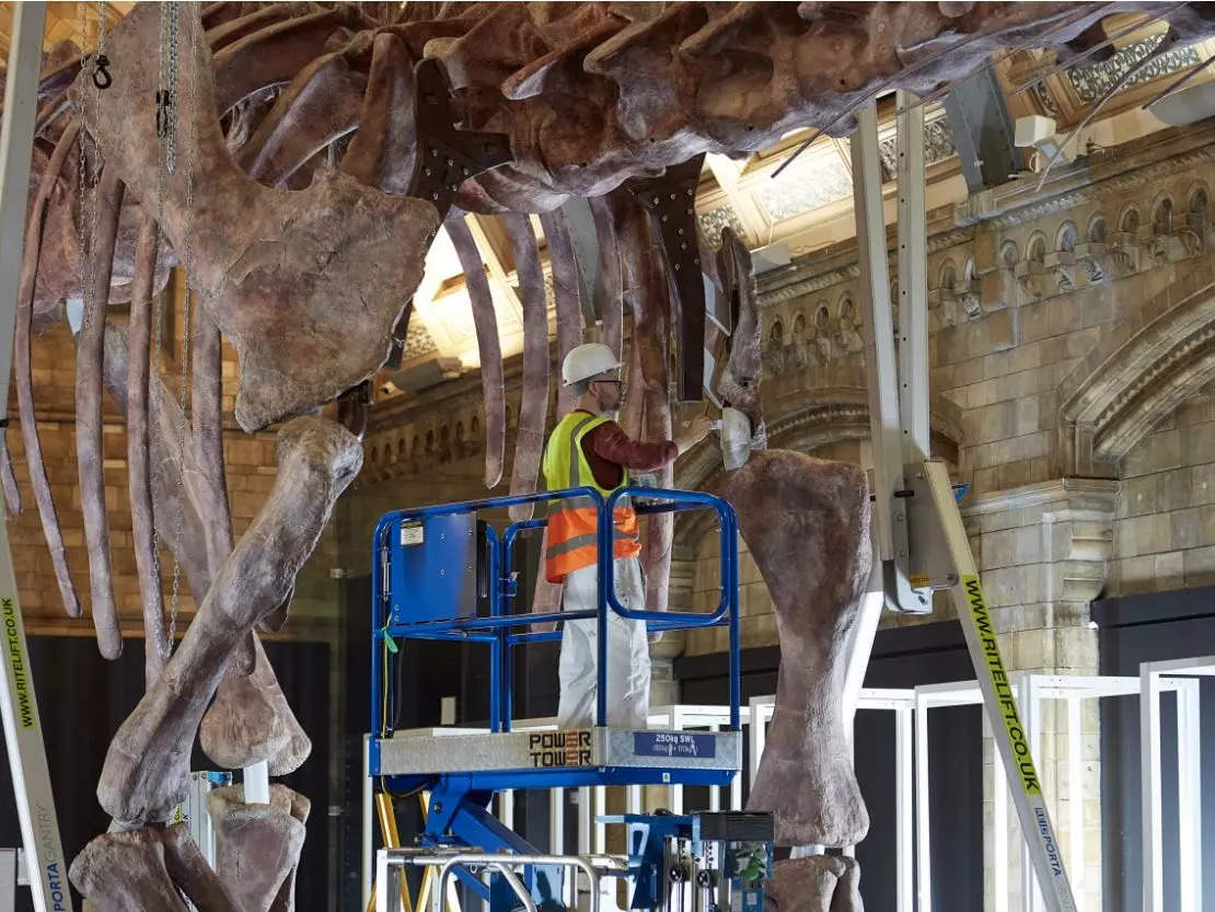 Titanosaur being installed at the museum.