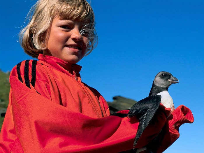 Toward the end of summer, locals assigned to "puffling patrol" search the streets at night for chicks that have lost their way.