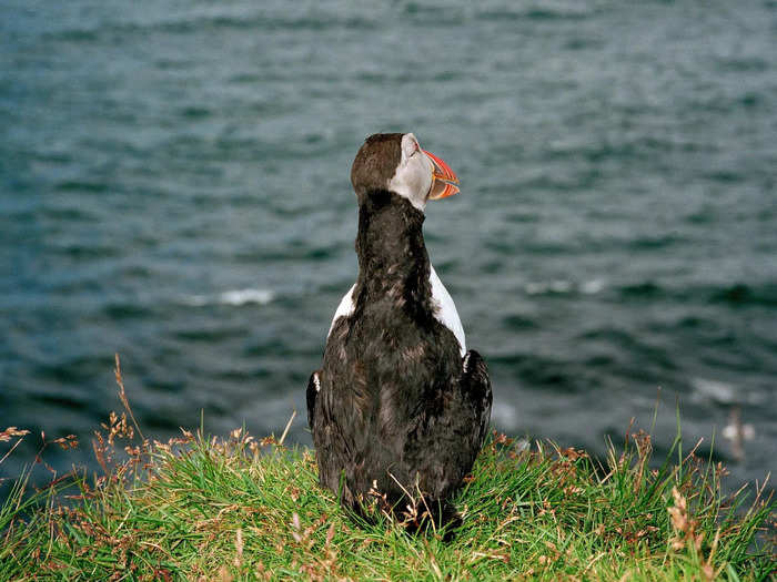 When the puffling gets hungry, it will leave the burrow and fly out over the ocean in search of food.