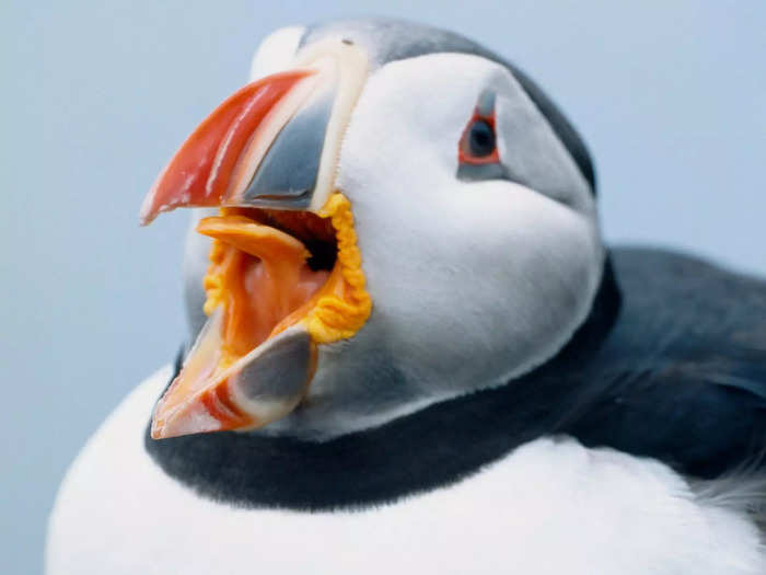 After the puffling hatches, the parents raise it for about 40 days. Then the parents return to the ocean, leaving their puffling to fend for itself.