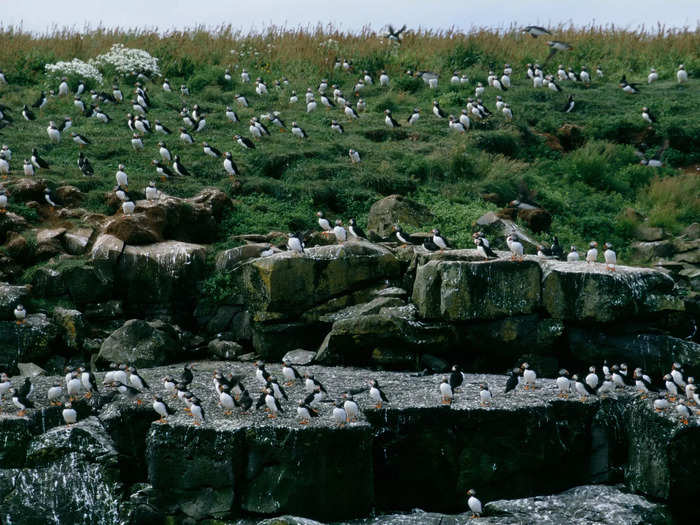 In late spring, millions of puffins return to breed in the cliffs of these islands.