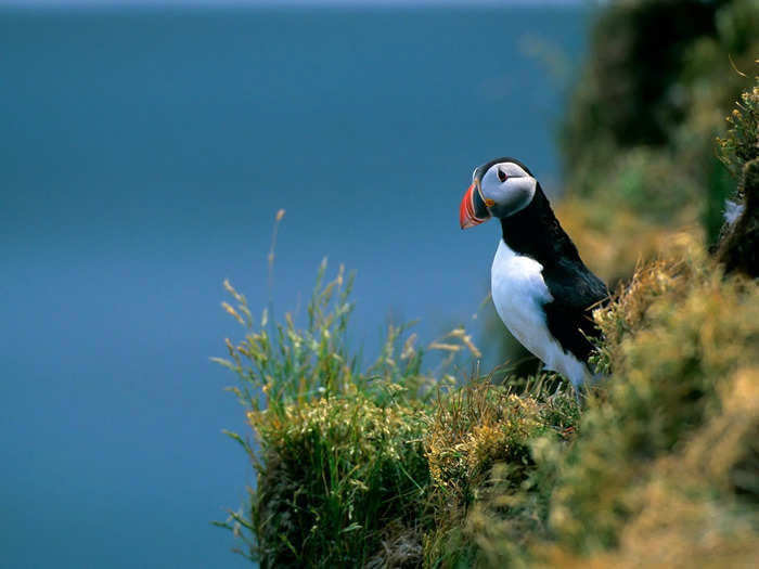 For most of the year, puffins live out on the freezing waters of the North Atlantic Ocean. They live alone, bobbing in the water, diving deep for food.