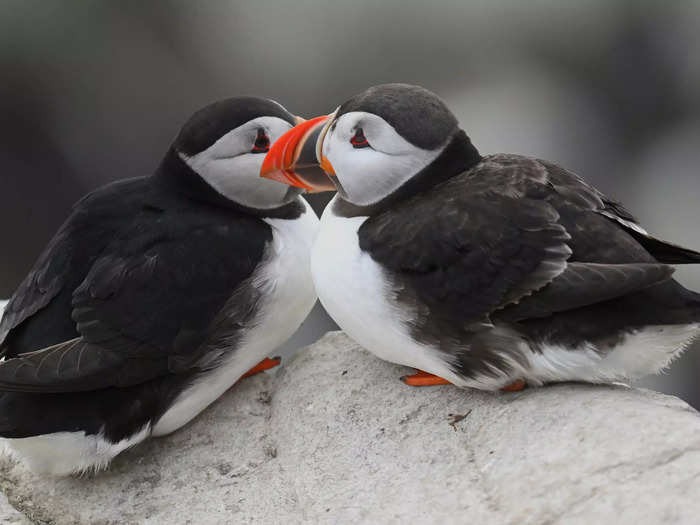 Growing the puffin population isn