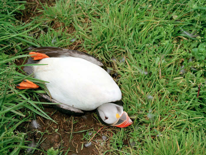 In 2021, things appeared to be looking up after the colony produced about 700,000 new chicks, but by the middle of the summer, almost half had died, mostly from starvation.