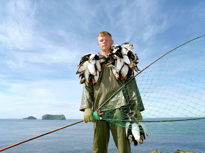 Puffins used to be a vital food source and a delicacy for locals and tourists, but hunting restrictions are now in place due to the population