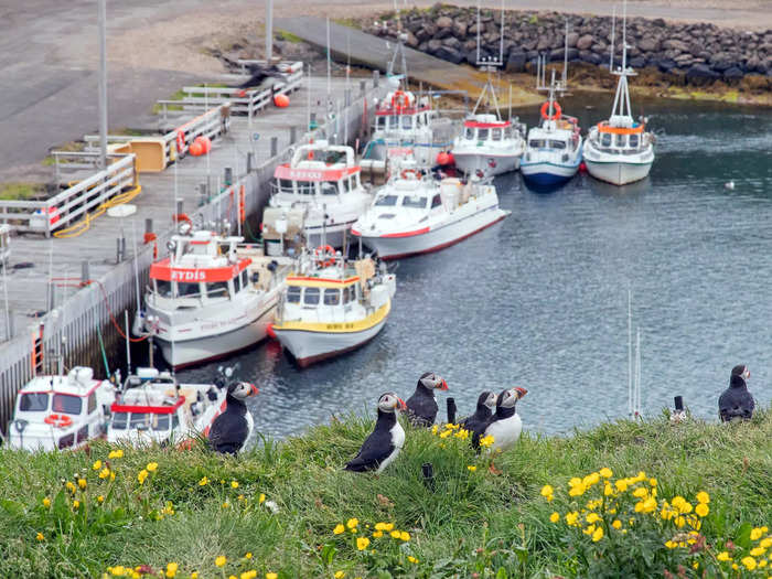 It can be hard to believe puffins in Iceland are struggling since they appear plentiful. But because puffins live for 25 years, it takes years to notice falling numbers.