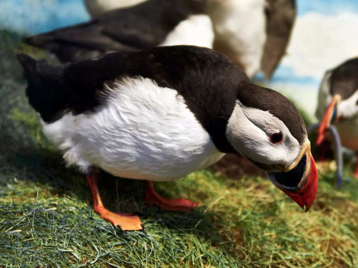 Reduced populations of sand eels due to increasingly warm sea temperatures have particularly hurt puffins, forcing them to search further for food for their chicks.