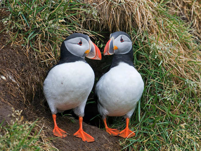 Breeding pairs have dropped significantly since the 1990s, and for over a decade, there were few newborn chicks. In 2018, the islands