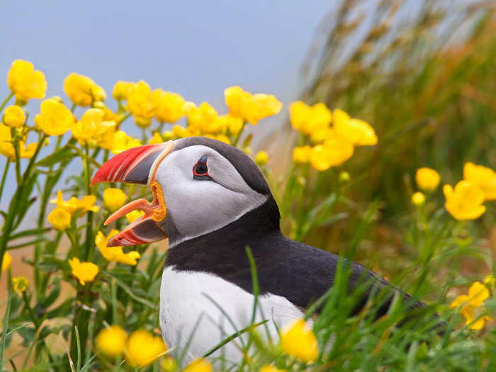 Puffins are Iceland