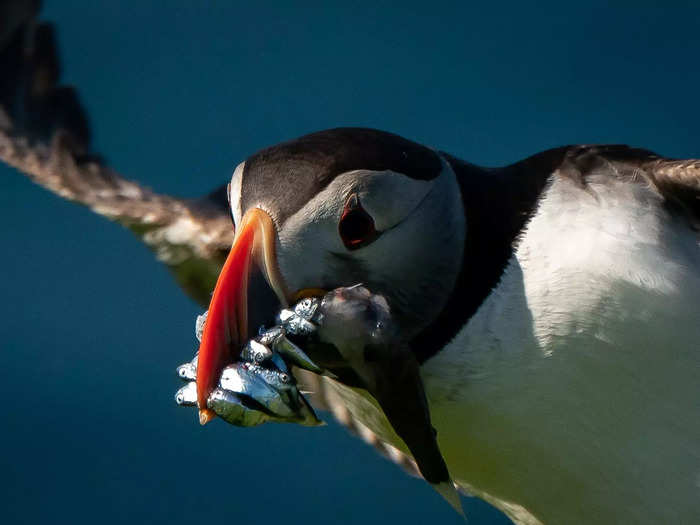 Puffins are recognizable by their black and white feathers and their clown-like orange beaks. Unlike most seabirds, they have dense bones allowing them to dive 200 feet deep to catch fish.