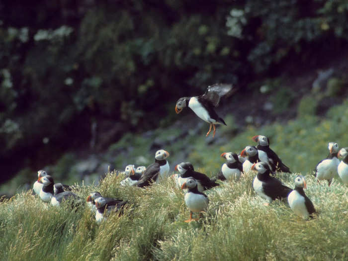 The second is its puffin population. The islands are home to the world