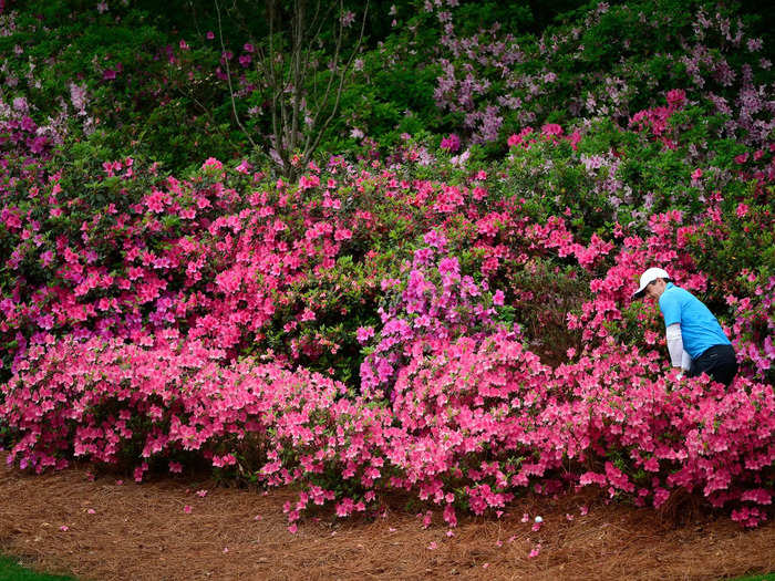 There is an odd myth that the grounds crew at Augusta packs the azalea plants with ice if spring comes early.