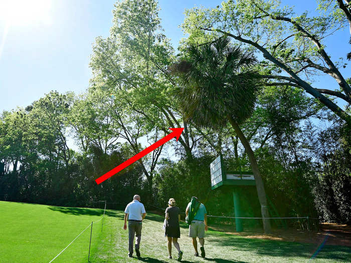 The legend of the only palm tree on the course has finally been confirmed.