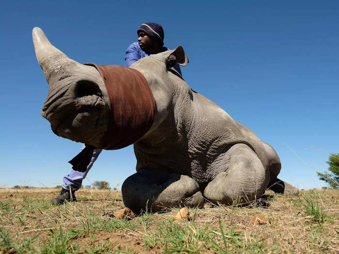 Rhino horn is more valuable than ivory, cocaine, or gold. It is nerveless and made of a substance called keratin, similar to a fingernail. As long as it is not fully removed from a rhino, it can grow up to 5 inches a year.