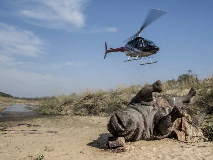 Prior to the ban, rhino poaching was on the rise. In 2007, only 13 rhinos were reported killed, but by 2014, it had risen to 1,215 — equal to one murdered rhino every seven hours.