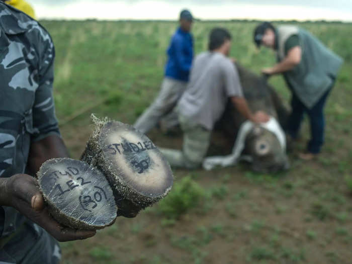 As Hume’s herd grew, his costs grew, too. Reports on his financial struggles became more regular after 2009, due in part to his farm’s recent opening and the new ban on rhino horn trading.