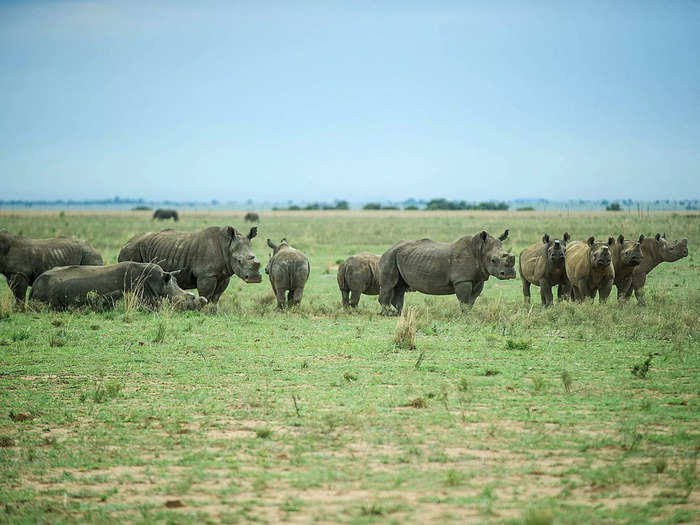 For the next 30 years, Hume bred white rhinos. By 2015, he had 1,161 white rhinos. By 2023, he had about 2,000.