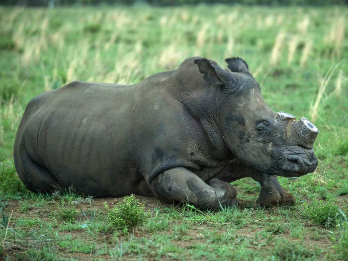 At the beginning of the 20th century, there were about 500,000 rhinos across the world. But that number plummeted, mostly due to poaching. Around the time Hume bought his ranch, there were as few as 50 white rhinos left in the wild.