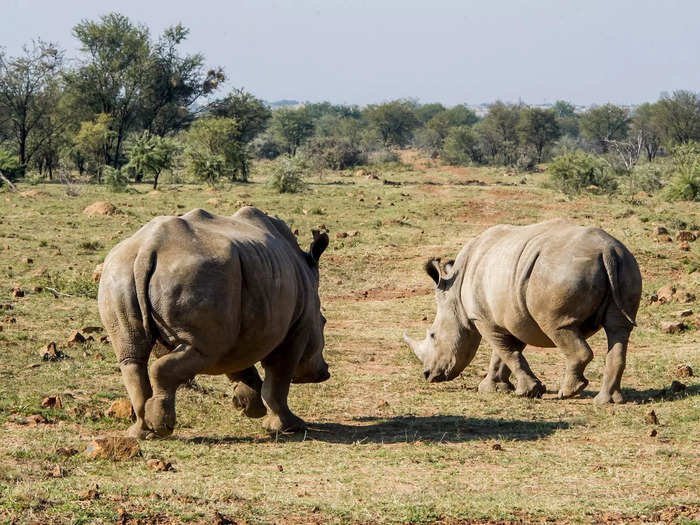 When he bought the ranch, it came with two rhinos. "They were the wildlife underdogs, and I fell for them," he told The Telegraph.