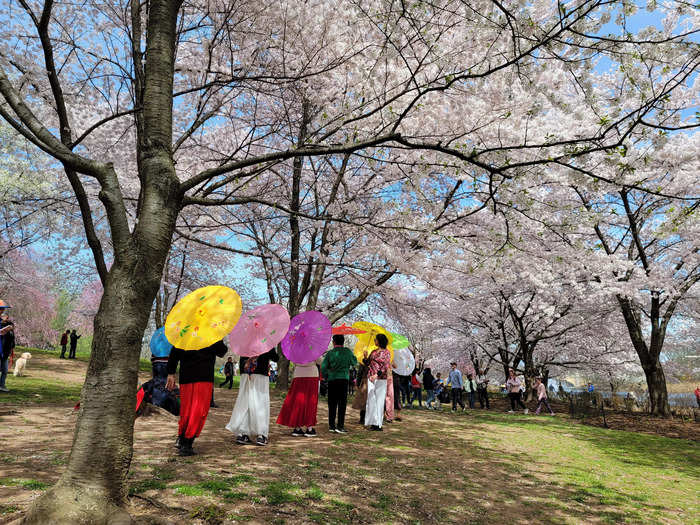 On certain days during the two-week festival, the park hosts events like Japanese cultural performances, a 10k run, and a bike race.