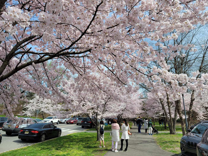 The park now has 18 varieties of the Japanese cherry tree, with blooms ranging in hue from white to bright pink.