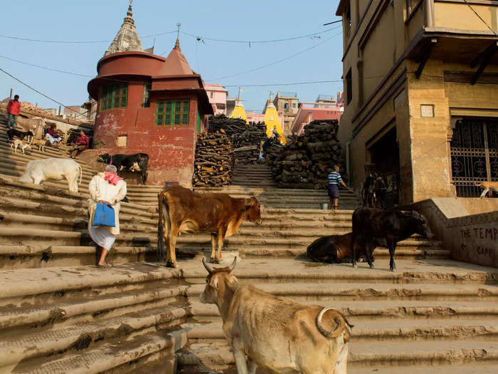 In Uttar Pradesh, locals are required to report any dead cows to the local authorities. Any deaths that raise suspicion require a post-mortem.