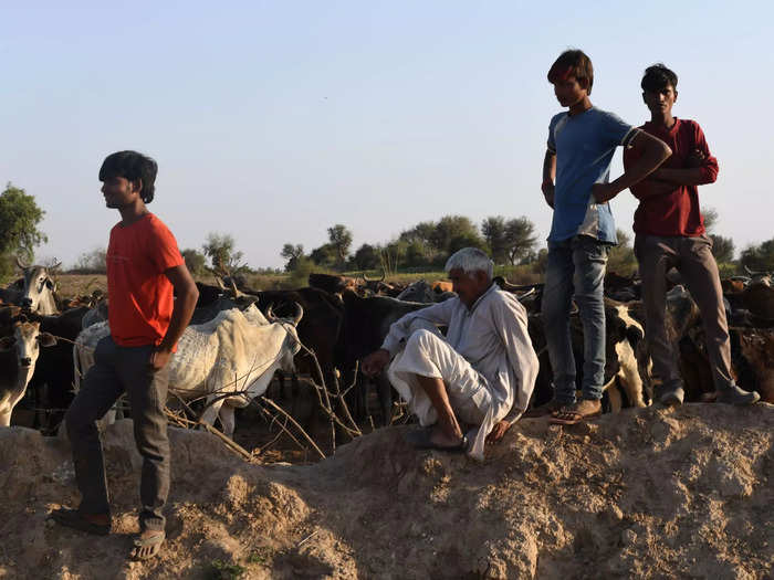 Instead, many farmers must guard their farms overnight to ensure cattle don