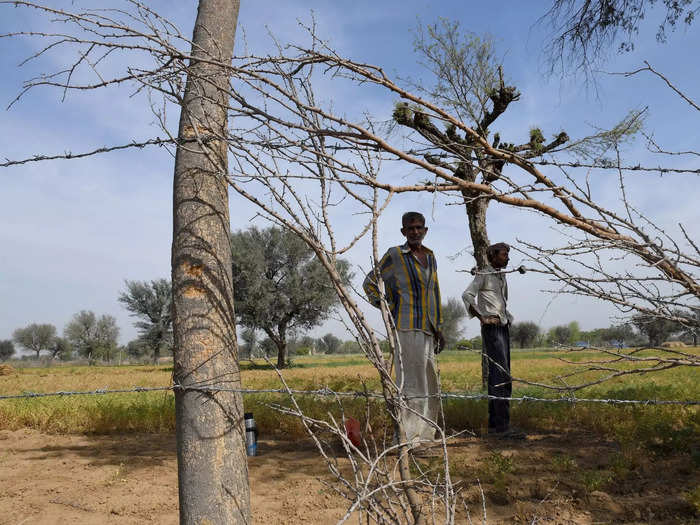 Stray cattle also raid crops. About 85% of farmers in India own no more than two hectares of land, meaning any damage to their crops has long-term impacts.