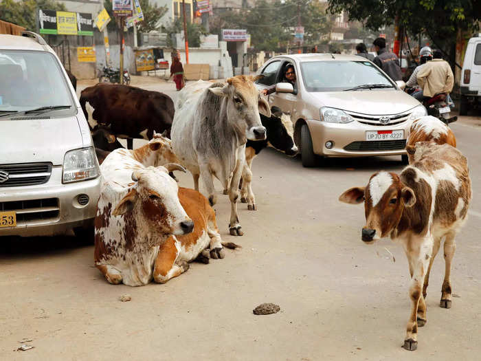 Stray cattle also cause car crashes. Between 2018 and 2022, in the Indian state of Haryana, more than 900 deaths were caused by cattle on roads.