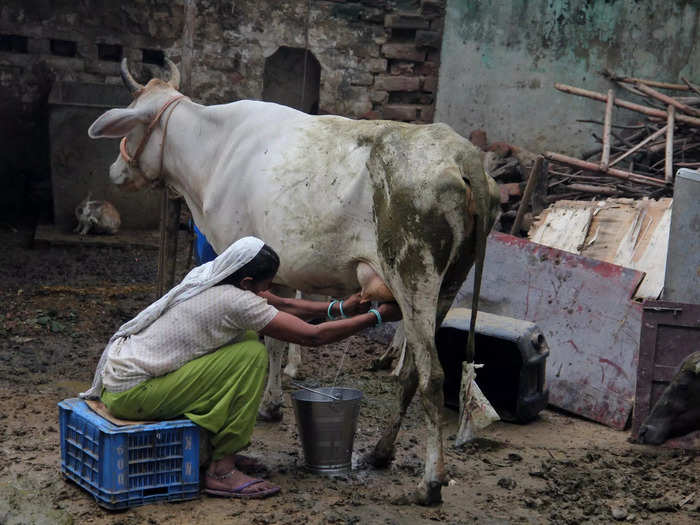 Most dairy cows live up for up to 15 years, but they usually stop producing milk after seven years. Every year in India, around 3 million cows in India stop producing milk.