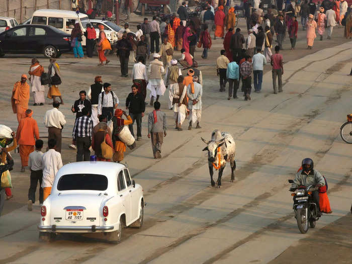 Over the last decade, the situation appears to have gotten worse. There are now about 5 million stray cattle across India. They are mostly males and often in bad condition — either starving or injured after getting hit by cars.