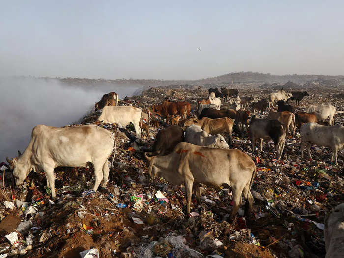 Cattle have been gathering at garbage dumps.