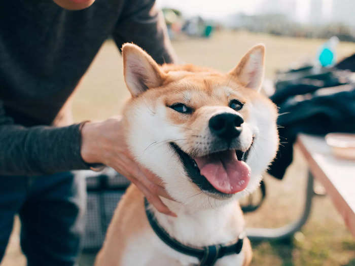 Last week, Musk told BBC his Shiba Inu, Floki, is the CEO of Twitter.