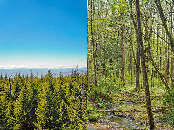 The park is home to 19,000 documented species of plants and animals, according to the National Parks Service. Knox News reported that 1,000 of those species were found for the first time ever in the Great Smoky Mountains.