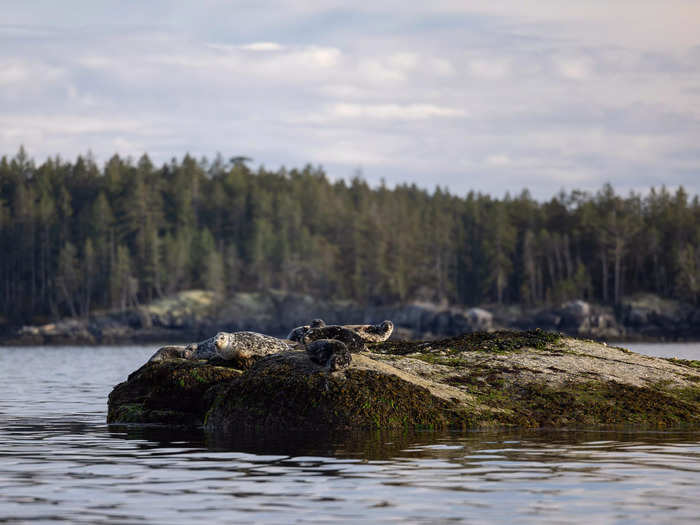 The island comes with an added bonus, which is the possibility of seeing humpback whales and seals.