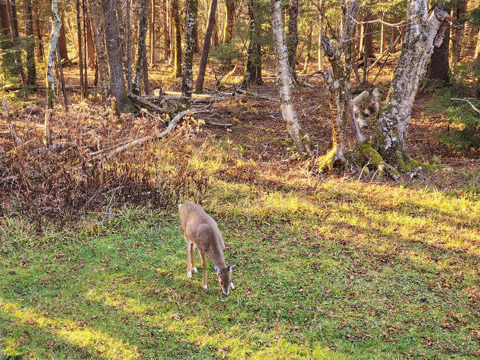 a deer in a patch of grass