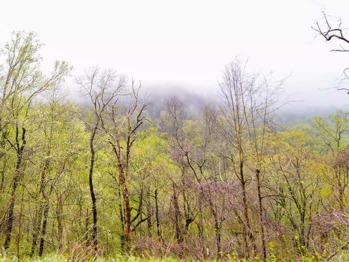 And when I did go into the national park, I thought it was so foggy that it was difficult to see much. The Great Smoky Mountains are known for their haze, according to the National Park Trust, but the weather made it tough to fully appreciate the scenery.