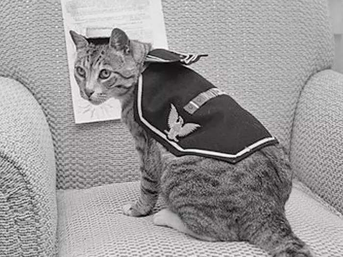 Sailors realized years later that the cats were actually reacting to drops in air pressure.