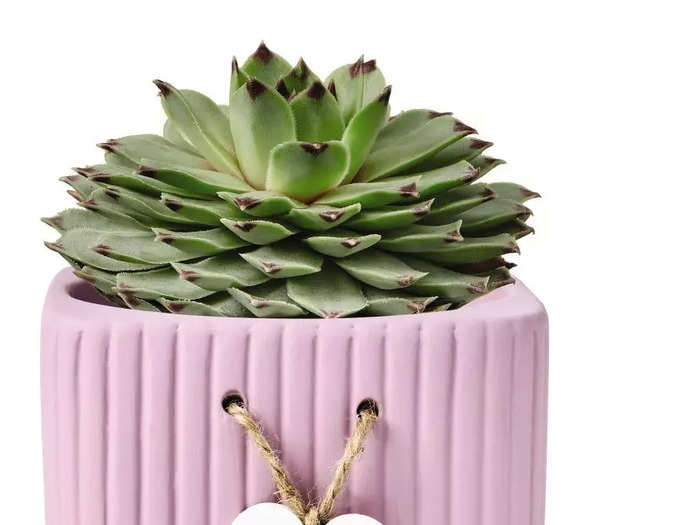 Alternatively, you can gift your mother a potted succulent.